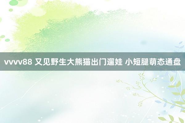 vvvv88 又见野生大熊猫出门遛娃 小短腿萌态通盘