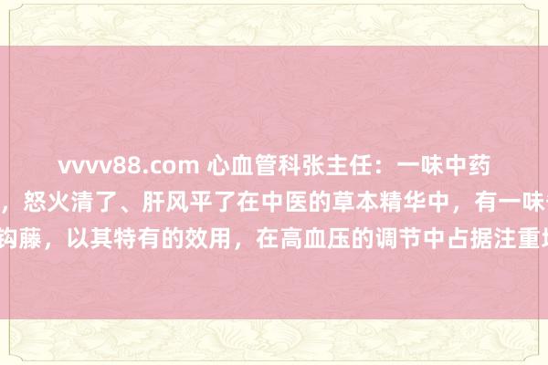 vvvv88.com 心血管科张主任：一味中药号称高血压的“均衡师”，怒火清了、肝风平了在中医的草本精华中，有一味备受瞩盘算中药——钩藤，以其特有的效用，在高血压的调节中占据注重地面位，为高血压患者带来福音。钩藤味甘...